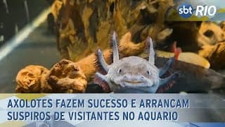 Axolotes fazem sucesso e arrancam suspiros de visitantes no AquaRio