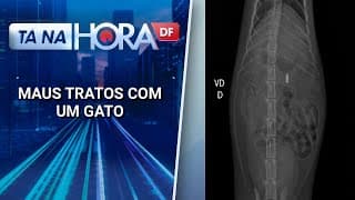 Gato que era vítima de maus tratos, leva tiro e acaba não resistindo | Tá na hora DF