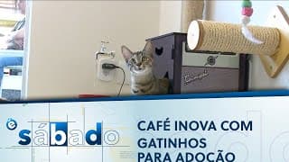 Café em Brasília tem espaço com gatos para adoção  | É Sábado 20/06/2022