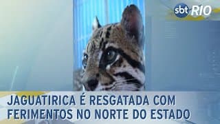 Jaguatirica é resgatada com ferimentos no norte do estado