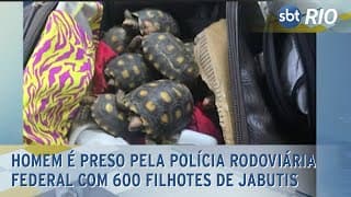 Homem é preso pela Polícia Rodoviária Federal com 600 filhotes de jabutis