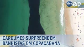 Cardumes surpreendem banhistas em Copacabana