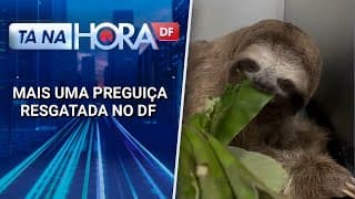 Só neste ano, cinco bichos preguiça já foram resgatados pela PM ambiental no DF | Tá na hora DF