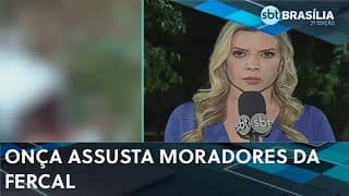 Onça tem atacado animais em chácaras da Fercal e assustado moradores | SBT Brasília 2ª ed