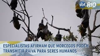 Especialistas afirmam que morcegos transmitem raiva para seres humanos