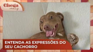 A expressão do seu cachorro pode revelar emoções, explica especialista | Chega Mais (15/11/24)