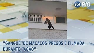 "Gangue"de macacos-pregos é filmada durante "ação"