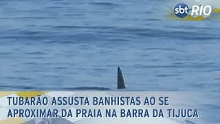 Tubarão assusta banhistas ao se aproximar da praia na Barra da Tijuca