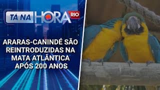 Araras-canindé são reintroduzidas na mata atlântica após 200 anos