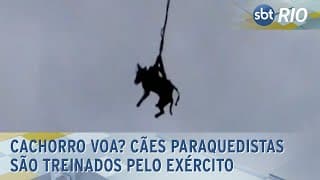 Cachorro voa? Cães paraquedistas são treinados pelo Exército