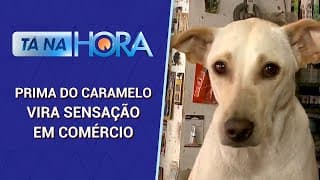 Conheça a Nina, uma vira-lata funcionária do mês | Tá Na Hora (09/10/24)