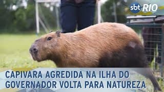 Capivara agredida na Ilha do Governador volta para natureza
