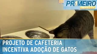 Cat café: cafeteria promove contato com gatos e incentiva adoção | Primeiro Impacto (15/04/24)