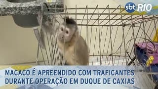 Macaco é apreendido com traficantes durante operação em Duque de Caxias