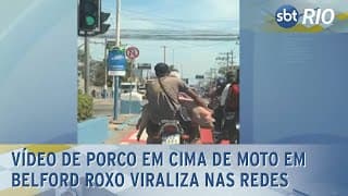 Vídeo de porco em cima de moto em Belford Roxo viraliza nas redes