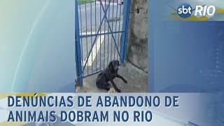 Denúncias de abandono de animais dobram no Rio