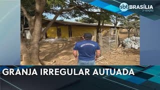 Granja irregular fornecia ovos para regiões do DF antes de ser autuada pela Seagri | SBT Brasília 2