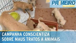 Abril Laranja: mais de 180 mil animais maltratados são resgatados | Primeiro Impacto (12/04/24)