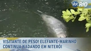 Visitante de peso! Elefante-Marinho continua nadando em Niterói