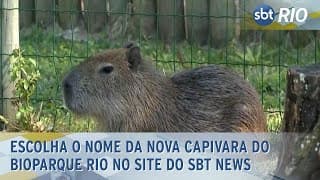 Vote e escolha nome do mais novo morador do BioParque Rio