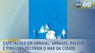 Espetáculo em Arraial: Arraias, Baleias e Pinguins decoram o mar da cidade