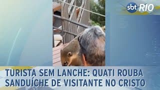 Turista sem lanche: Quati rouba sanduíche de visitante no Cristo Redentor