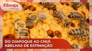 Já imaginou ter abelhas de estimação? Criação também gera renda | Chega Mais (19/11/24)