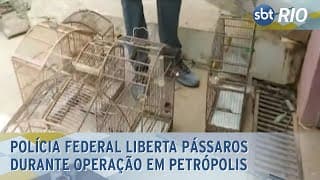 Polícia Federal liberta pássaros durante operação em Petrópolis