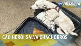 PM prende casal que levava dois cães na bagagem na rodoviária interestadual | SBT Brasília