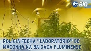 Polícia fecha "laboratório" de maconha na Baixada Fluminense