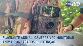 Flagrante Animal: Câmeras vão monitorar animais ameaçados de extinção