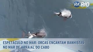 Espetáculo no Mar: Orcas encantam banhistas no mar de Arraial do Cabo