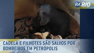 Cadela e filhotes são salvos por bombeiros em Petrópolis