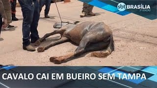 Cavalo cai em bueiro aberto e é resgatado | SBT Brasília 2° Edição