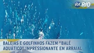 Baleias e golfinhos fazem "balé aquático" impressionante em Arraial