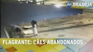Filhotes de cachorro foram abandonados em uma caixa em Samambaia | SBT Brasília