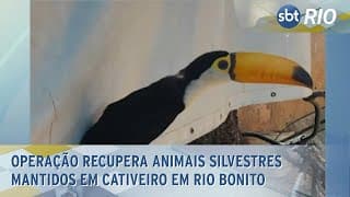 Operação recupera animais silvestres mantidos em cativeiro em Rio Bonito