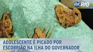 Adolescente é picado por escorpião na Ilha do Governador