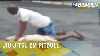 PM "monta" em pitbull para feroz após ataque a cachorro de pequeno porte | SBT Brasília