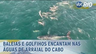 Baleias e golfihos encantam nas águas de Arraial do Cabo