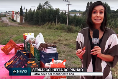 A colheita e também a comercialização do pinhão já está liberada