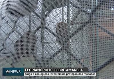 Febre amarela: ONGs e zoológicos investem na proteção dos macacos