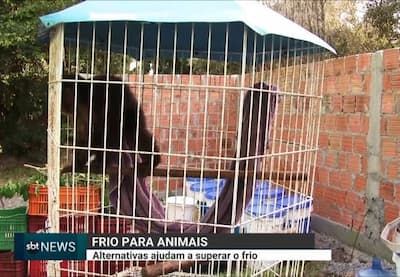 Frio para animais: alternativas ajudam a superar o frio