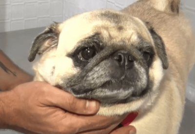 PETS X CALOR - FIQUE DE OLHO NOS CUIDADOS QUE NECESSÁRIOS COM NOSSOS BICHINHOS!
