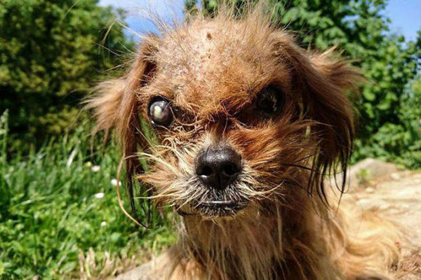 Cachorrinho que passou transformação só que antes da transformação