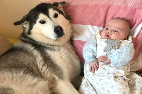 Husky deita ao lado de recém-nascido e faz cara engraçada para a câmera