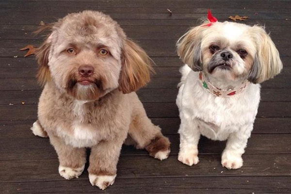 Cachorros