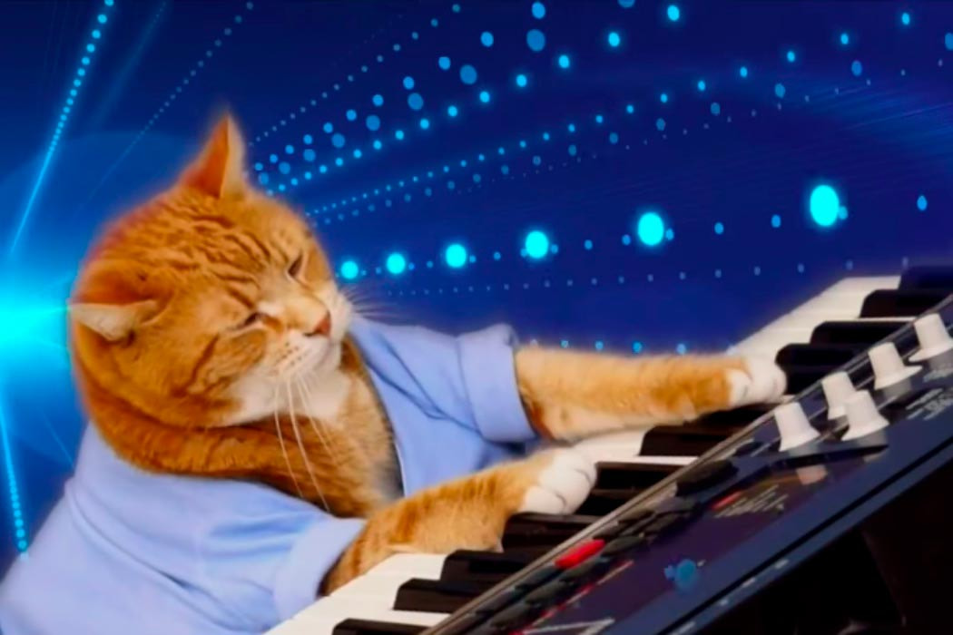 o gato Bento, mais conhecido como Keyboard Cat