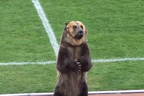 urso no campo