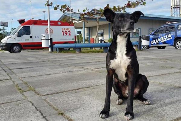 cachorro Negão na frente do hospital